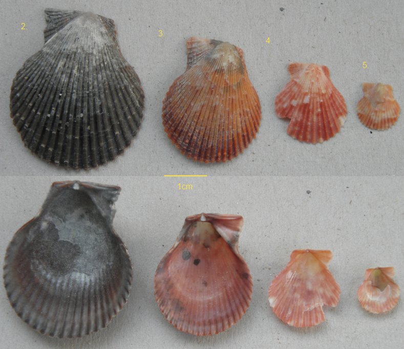 diverse piccole Pectinidae